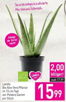 Sutterlüty Ländle Bio Aloe Vera Pflanze Angebot