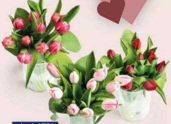 Hofer Tulpen Angebot