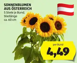 Hofer Sonnenblumen aus Österreich Angebot