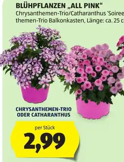 Hofer Blühpflanzen 'All Pink' Angebot