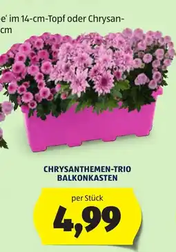 Hofer Chrysanthemen-Trio Balkonkasten Angebot