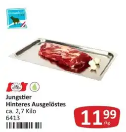 Kastner donauland Jungstier Hinteres Ausgelöstes Angebot
