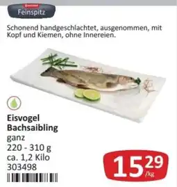 Kastner Feinspitz Eisvogel Bachsaibling Angebot