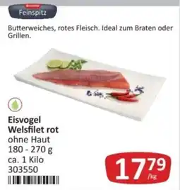 Kastner Eisvogel Welsfilet rot Angebot