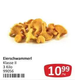 Kastner Eierschwammerl Angebot