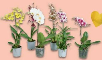 Metro Orchideen Mix Angebot