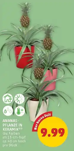 PENNY Ananas- pflanze in keramik Angebot