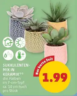 PENNY Sukkulenten mix in keramik Angebot