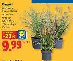 Lidl Ziergras Angebot