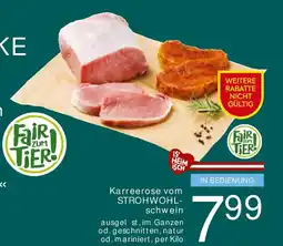 Billa Karreerose vom STROHWOHL- schwein Angebot