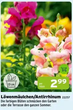 Salzburger Lagerhaus Löwenmäulchen/Antirrhinum Angebot