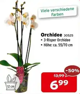 Salzburger Lagerhaus Orchidee 30525 Angebot
