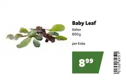 Eurogast Grissemann Baby Leaf Italien Angebot