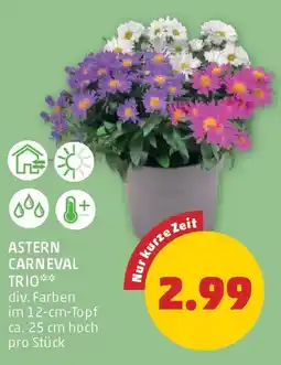 PENNY Astern carneval trio Angebot