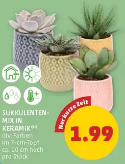 PENNY Sukkulenten- mix in keramik Angebot