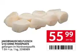 Transgourmet Jakobsmuschelfleisch U10 ohne Phosphate Angebot