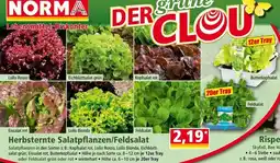 Norma Herbsternte salatpflanzen feldsalat Angebot