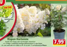Norma Rispen hortensie Angebot