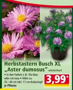 Norma Herbstastern busch xl aster dumosus Angebot