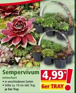 Norma Sempervivum Angebot