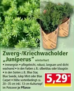 Norma Zwerg Kriechwacholder Juniperus Angebot