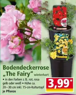 Norma Bodendeckerrose the fairy Angebot