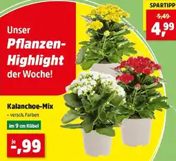 Thomas Philipps Kalanchoe-Mix Angebot