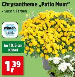 Thomas Philipps Chrysantheme „Patio Mum“ Angebot