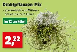 Thomas Philipps Drahtpflanzen-Mix Angebot