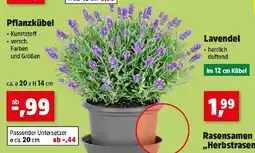 Thomas Philipps Lavendel Angebot
