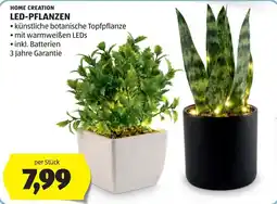 Hofer HOME CREATION LED-PFLANZEN Angebot
