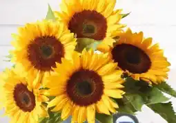 Eurospar Sonnenblumen Angebot