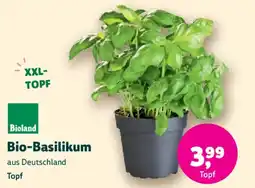 Denn's Biomarkt Bioland Bio-Basilikum Angebot