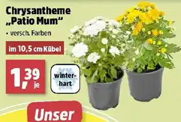 Thomas Philipps Chrysantheme "Patio Mum" Angebot
