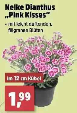 Thomas Philipps Nelke Dianthus „Pink Kisses“ Angebot
