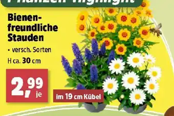 Bienenfreundliche Stauden