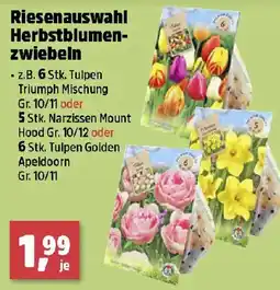 Thomas Philipps Herbstblumenzwiebeln Angebot