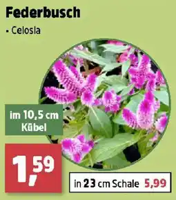 Thomas Philipps Federbusch Angebot