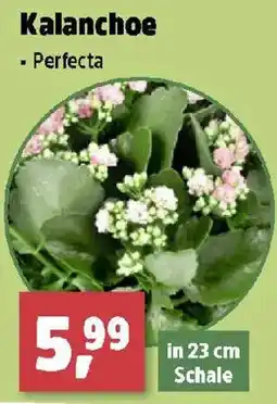 Thomas Philipps Kalanchoe Perfecta Angebot