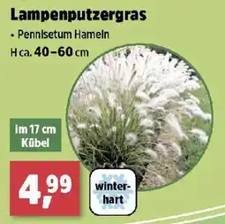 Thomas Philipps Lampenputzergras Pennisetum Hameln Angebot