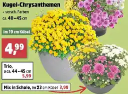 Thomas Philipps Kugel-Chrysanthemen Angebot