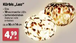 Thomas Philipps Kürbis „Leo“ Angebot
