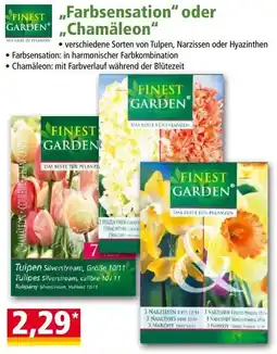 Norma Finest Garden Tulpen Silverstream Angebot