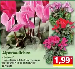 Norma Alpenveilchen "Cyclamen" Angebot