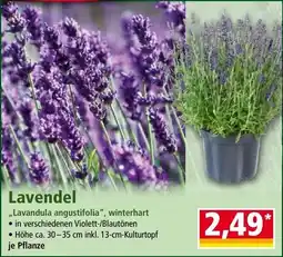 Norma Lavendel Angebot