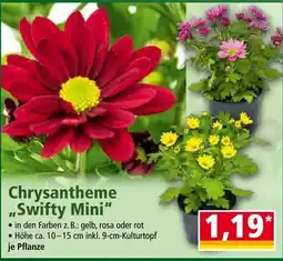 Norma Chrysantheme „Swifty Mini“ Angebot