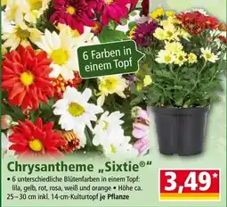 Norma Chrysantheme „Sixtie“ Angebot