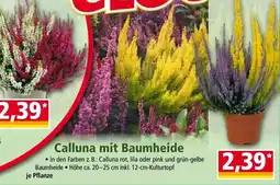 Norma Calluna mit Baumheide Angebot