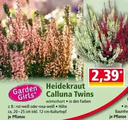 Norma Garden Girls Heidekraut Calluna Twins Angebot