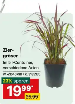 Lagerhaus Ziergräser Angebot